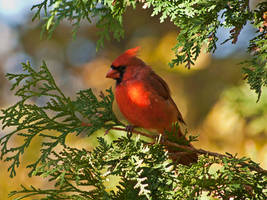 Cardinal in Cedar Wallpaper