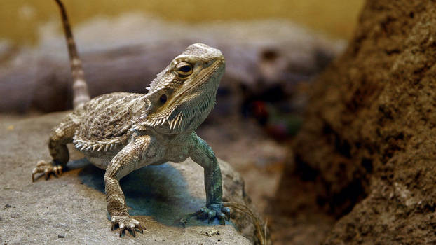 Bearded Dragon WideScreen