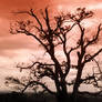 Tree on Red Sky