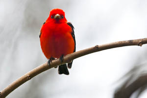 Scarlet Tanager  - June