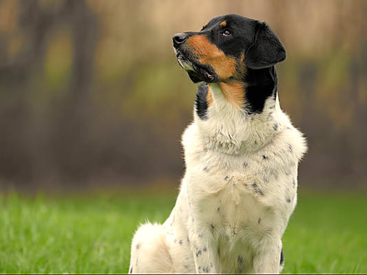 Zack - Border Collie