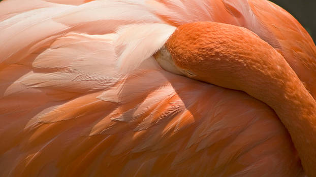 Flamingo with a cold nose