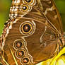 Blue Morpho on leaf