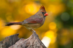 Northern cardinal - female