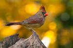 Northern cardinal - female by MichelLalonde