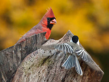 Cardinal and Chickadee