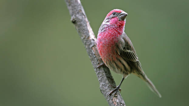 House Finch - Rosselin - HD