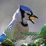 Blue Jay got its treat