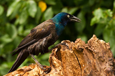 Grackle attitude by MichelLalonde