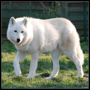 Loup Arctique