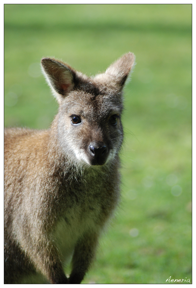 Wallaby