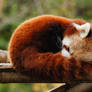 Red Panda...