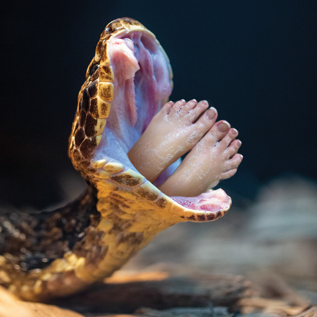 Snake Vore Foot
