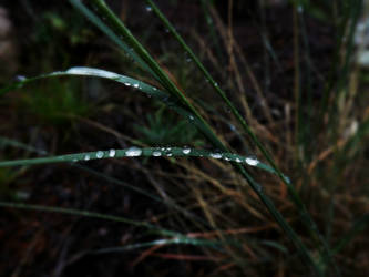 Dew Drops