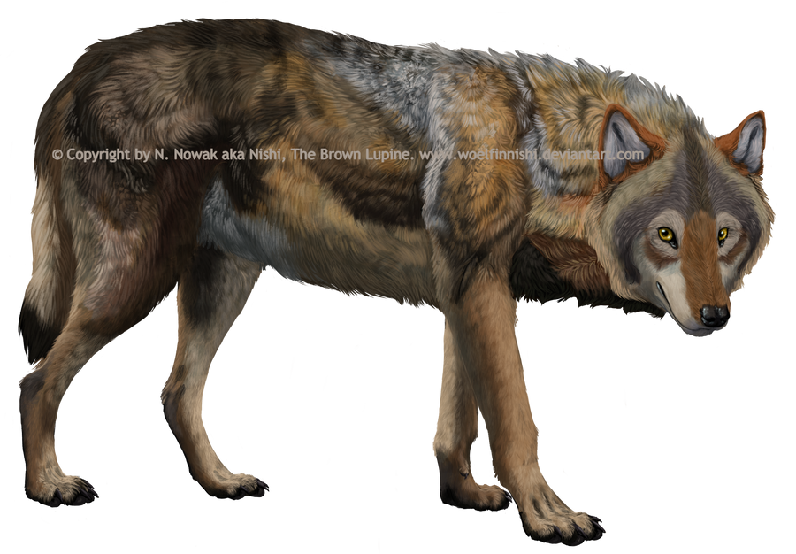 Wolf