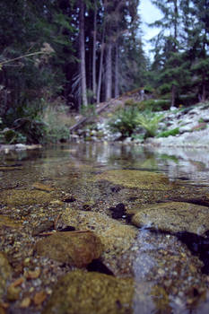 Natural Mirror