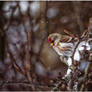 Redpoll