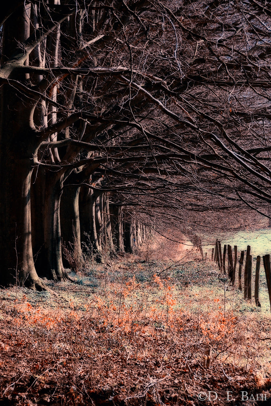 Trees in Netherlands