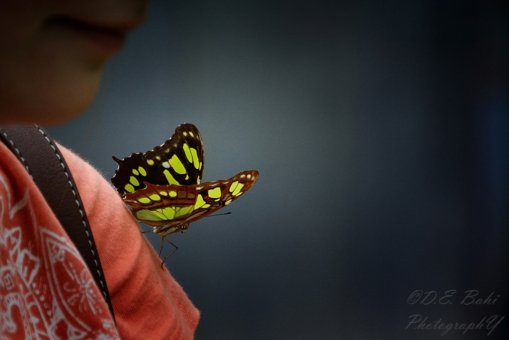 Butterfly Passenger