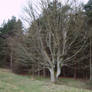 Characterful Tree 2 at Lodgemoor