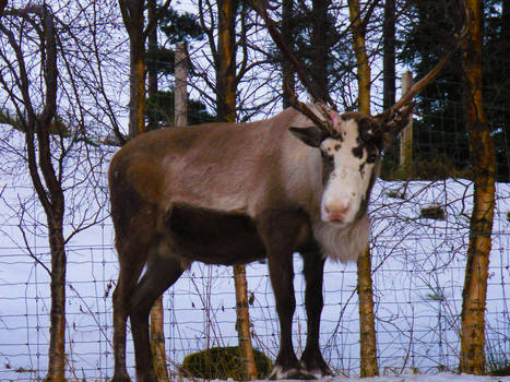 Reindeer