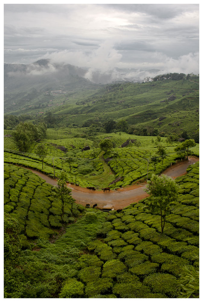 Tea Gardens