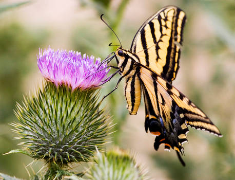 butterfly on thistle