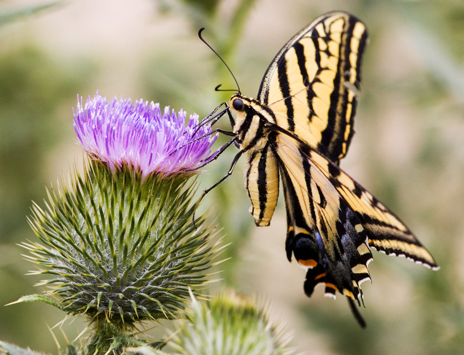 butterfly on thistle