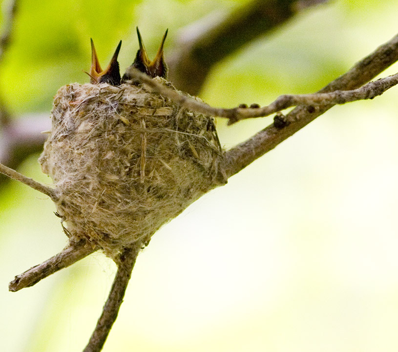 baby hummingbirds