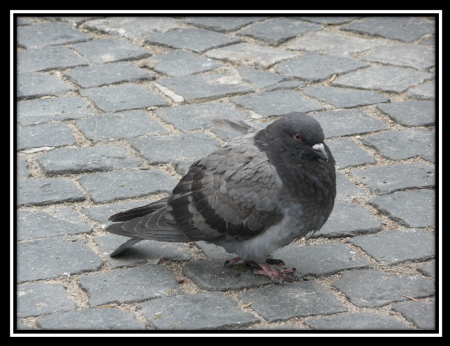 Pigeon