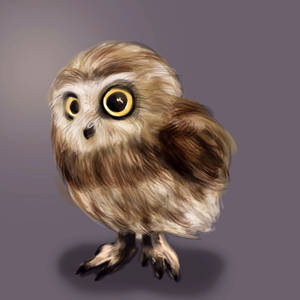 Little owl