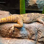 Bearded Dragon (Pogona vitticeps)