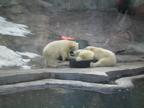 Moscow Zoo 12