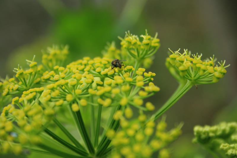 mosquito in the flower