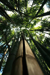 bambu sky