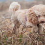 Chico- miniature poodle