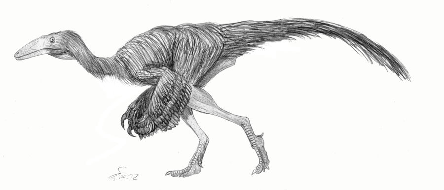 Nqwebasaurus thwazi ( a basal ornithomimid)