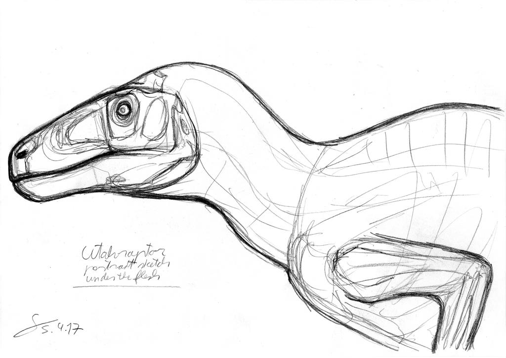 Utah Raptor Outlines Utahraptor portrait preliminary sketch by ShinRedDear on DeviantArt