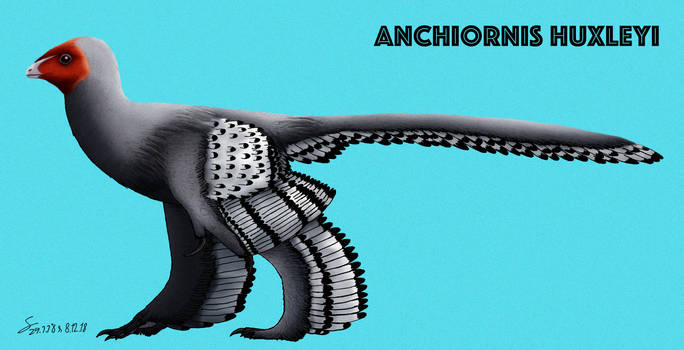 Anchiornis huxleyi V2 colored (Updated)