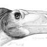 Eotyrannus lengi sketch portrait