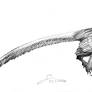 Overoraptor sketch
