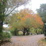 Autumn colours 8