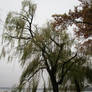 Weeping Willow