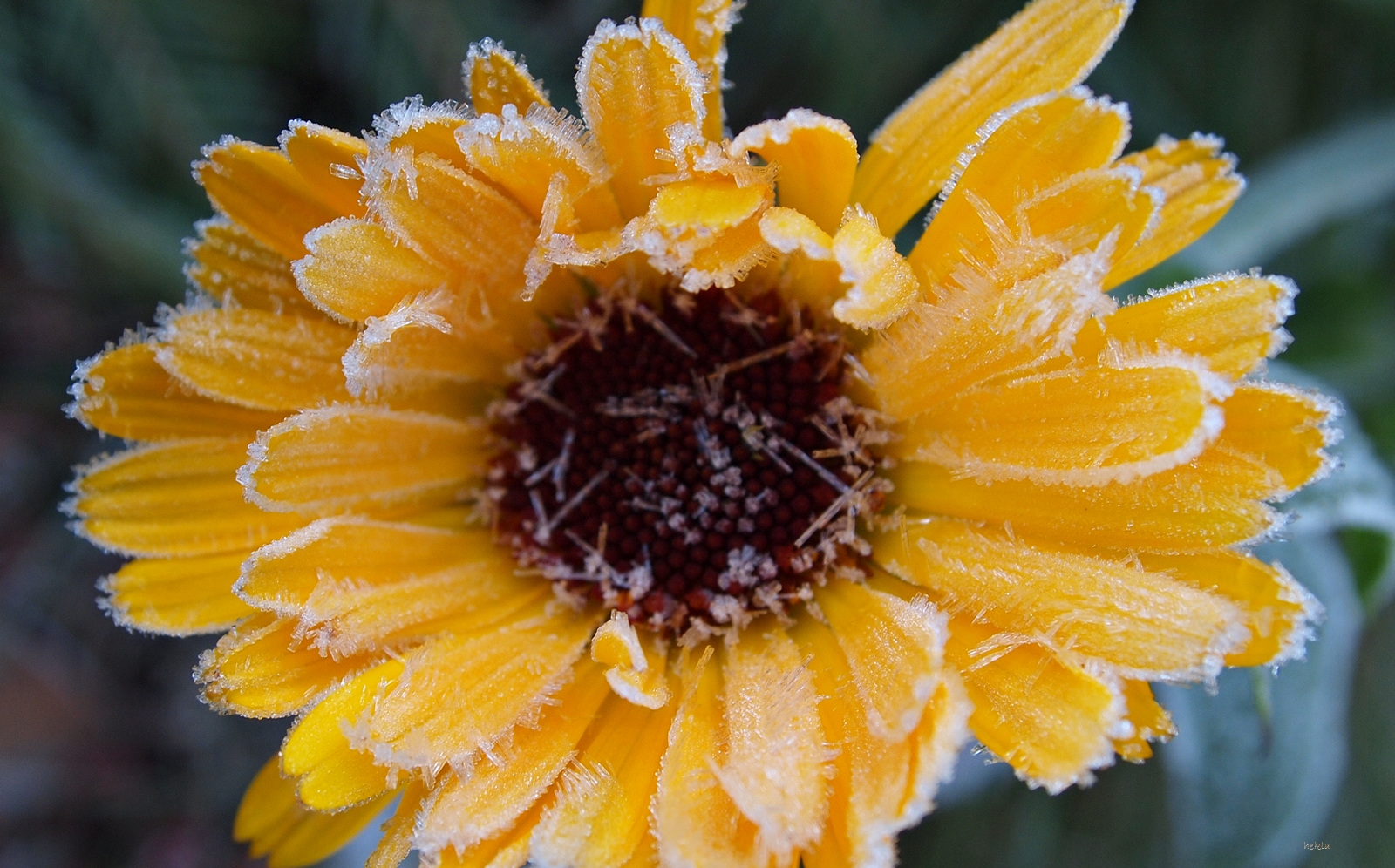 frosted calendula