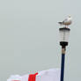 Seagull on England Flag