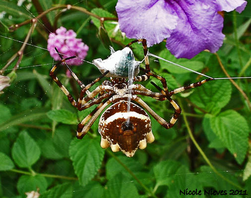 silver garden spider