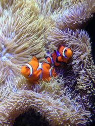 Seattle aquarium - clown fish