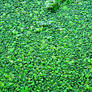 DUCKWEED