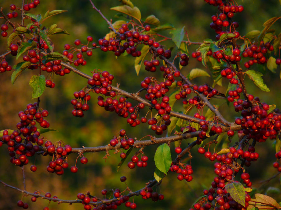 RED BERRIES