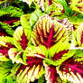 PRETTY PLANT IN PLANTER